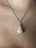 Unique Natural Shell
